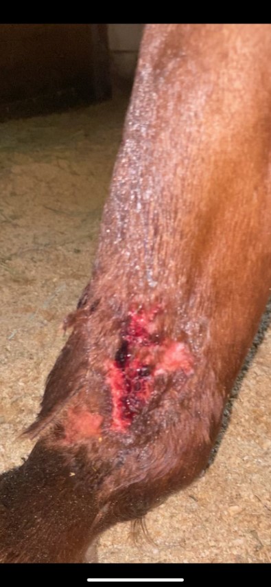 Horse Injury (Before Treatment)
