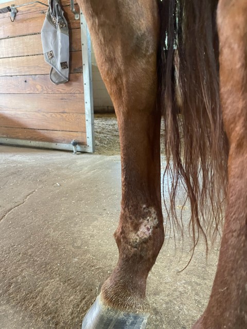 Horse Injury (4 Days After Treatment)
